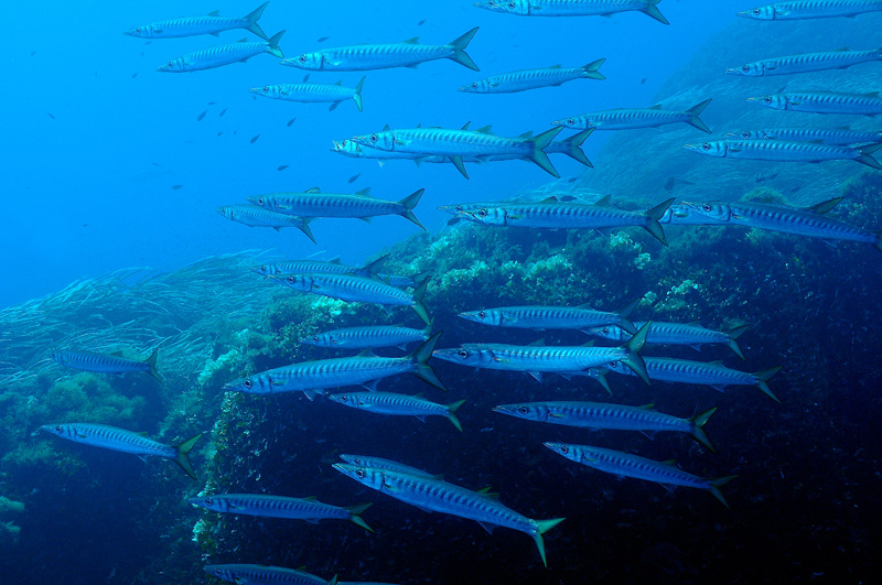 Barracuda (Sphyraena viridensis) in porticciolo